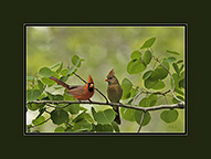 Cardinal pair